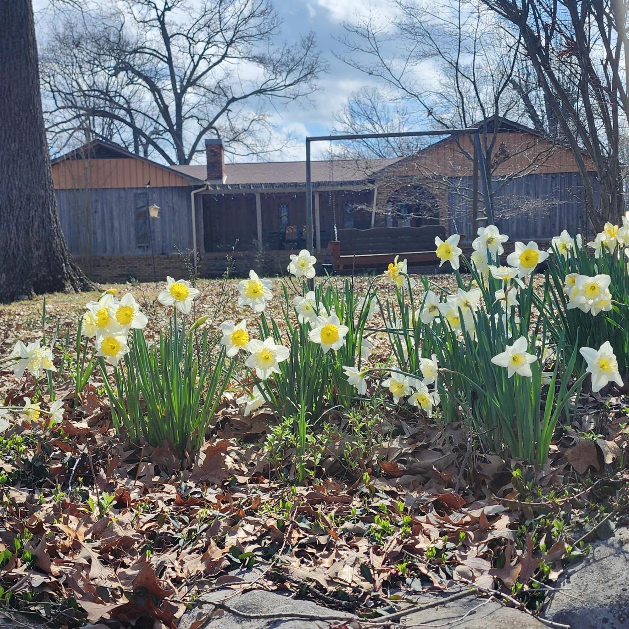 Sisters On Sycamore B&B Russellville Exterior photo